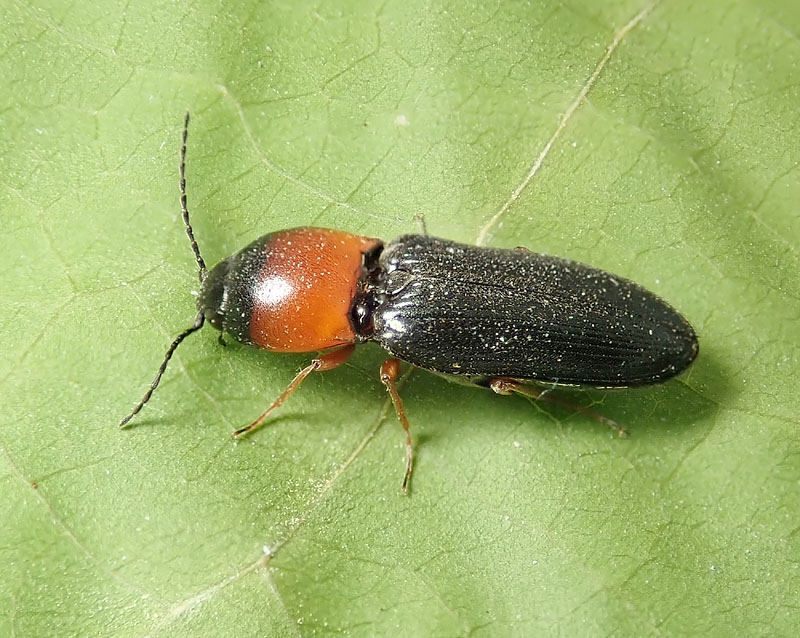 Elateridae: Cardiophorus anticus ? Sì.